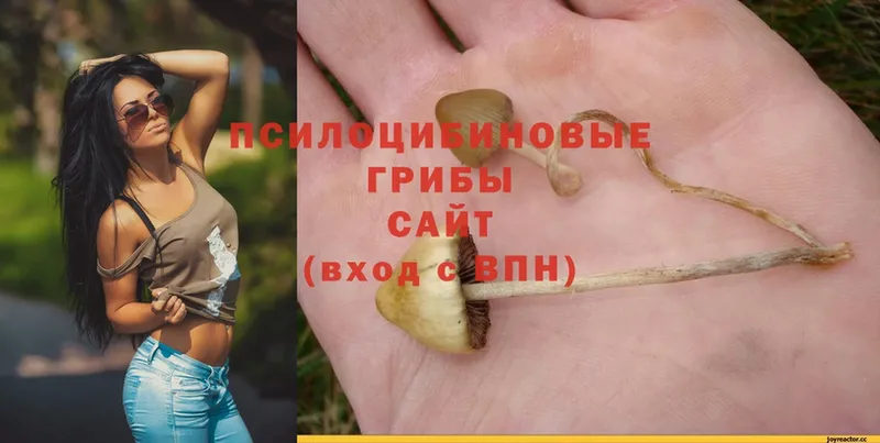 shop состав  Кизилюрт  Галлюциногенные грибы Psilocybine cubensis  где найти наркотики 